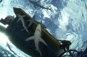 11 daagse Shark Diving Special 2* 8