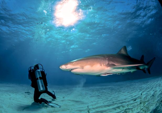 11 daagse Shark Diving Special 1* 2