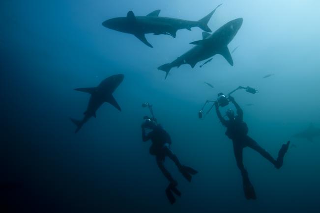 11 daagse Shark Diving Special 1* 3
