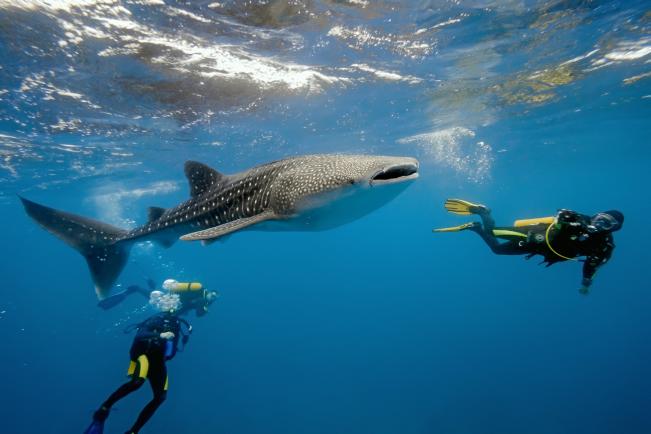 11 daagse Shark Diving Special 3* Afbeelding