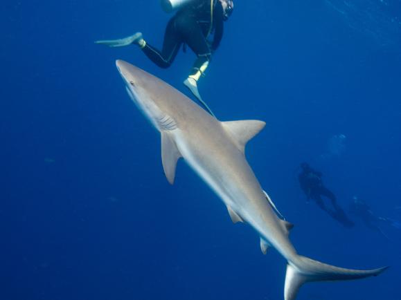 11 daagse Shark Diving Special 3* 4