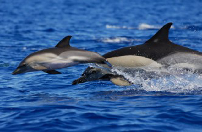 Walvissen en Dolfijnen spotten op Pico