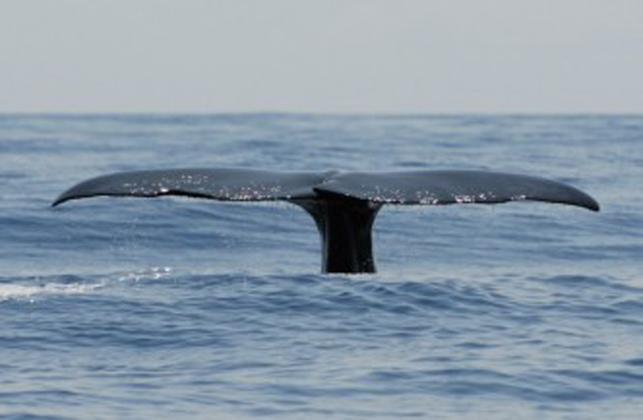 Walvissen en Dolfijnen spotten op Pico 2