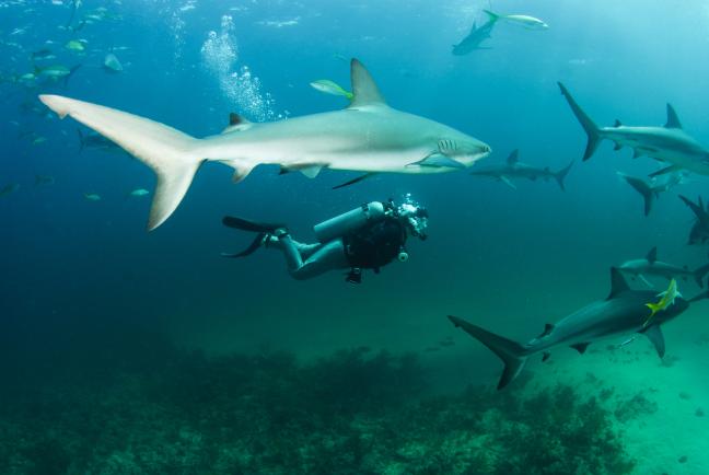 Duikvakantie Azoren duiken met haaien Afbeelding