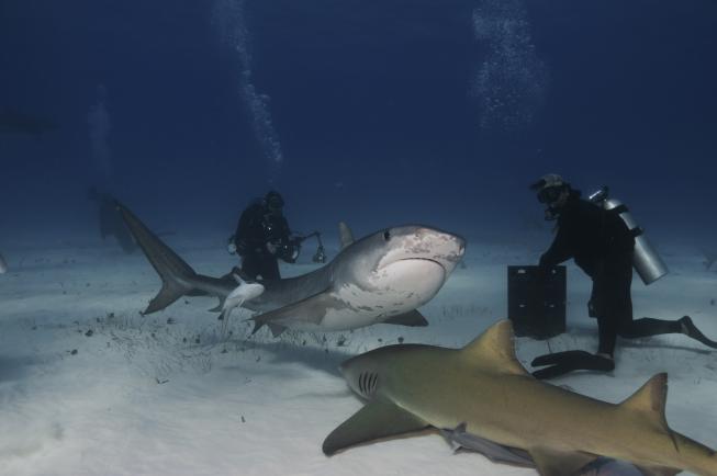 Duikvakantie Azoren duiken met haaien 1