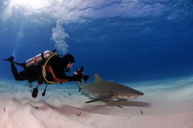 Duikvakantie Azoren duiken met haaien 2