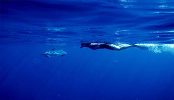 Duikvakantie Azoren duiken met haaien 4