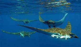Duikvakantie Azoren duiken met haaien 9