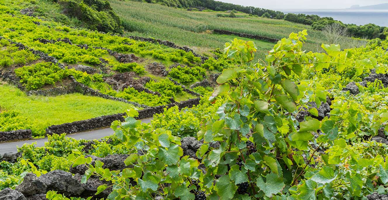 23 daagse Eilandhop naar Azoren en Madeira